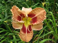 juanotas picotee_1024x768.webp
