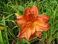 sachsen red double_1024x768.webp