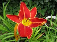 spanish brocade_1024x768.webp