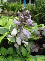 034_576x768.webp