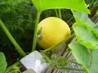 100_2063.webp 100_2063.webp