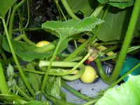 100_2074.webp 100_2074.webp