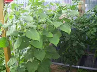 100_2077.webp 100_2077.webp