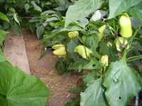 100_2068.webp 100_2068.webp