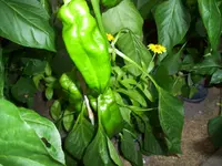 100_2070.webp 100_2070.webp