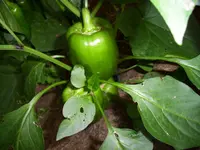 100_2071.webp 100_2071.webp