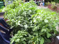 100_2066.webp 100_2066.webp