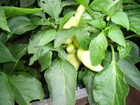 100_2067.webp 100_2067.webp