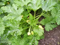 100_2076.webp 100_2076.webp