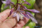 comp_DSC05591.jpg