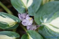 comp_DSC05602.jpg