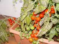 Balkon - tomaten 6.webp