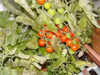 Balkon - tomaten 5.webp