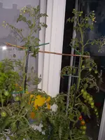 Balkon - tomaten 4.webp