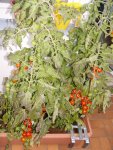 Balkon - tomaten 3.jpg