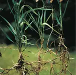 Quecke-201100285743.webp