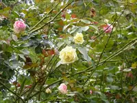 P1220018.webp