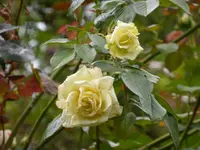 P1220019.webp