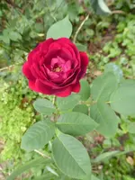P1220051.webp