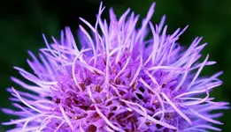 lila (16).webp