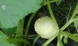 20160804_200621.webp