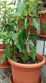 IMG_20160805_101132.webp