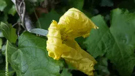 13697123_1218164318208031_6147645296636863873_n.webp