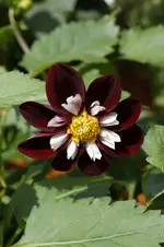 _DSC0864.webp