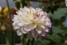 _DSC0881.webp