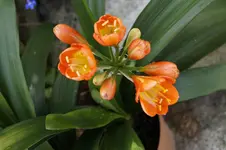 _DSC0887.webp