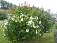 014.webp