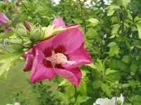 016.webp
