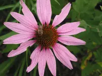 009.webp