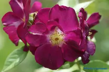 comp_DSC05606.webp