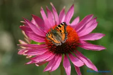 comp_DSC05610.webp