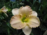 fancyfull favorite 1_1024x768.webp