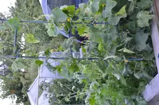 2016-08-03 Luffa komplett.webp
