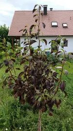 IMG_20160806_135925289.webp