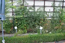 2016-08-06 Tomatenbeet1.webp