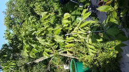 20160807_085455.webp