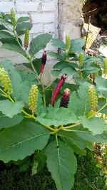 IMG_20160807_130345.jpg