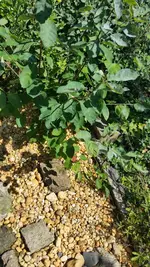 20160807_120947.jpg