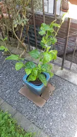 20160807_120626.jpg