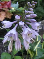 013_576x768.webp