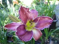 on the brink_1024x768.webp
