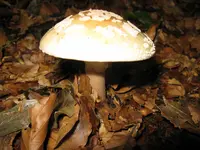 perlpilz_1024x768.webp