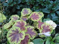 010_1024x768.webp