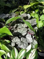 023_576x768.webp