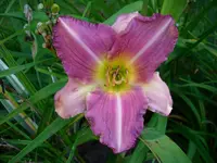 DSCI4438.webp