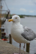 DSC_8009.webp